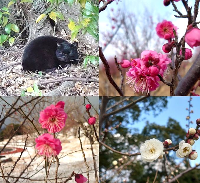 福岡県北九州市戸畑区で2025年2月23日に「夜宮公園梅林で第13回梅まつり」が開催されました。