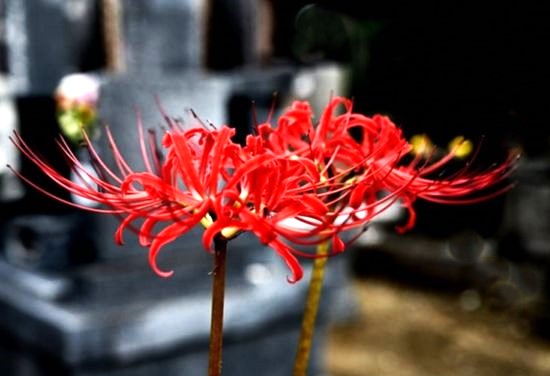 春のお彼岸🌺