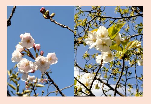 🌸桜の季節は内見日和🌸