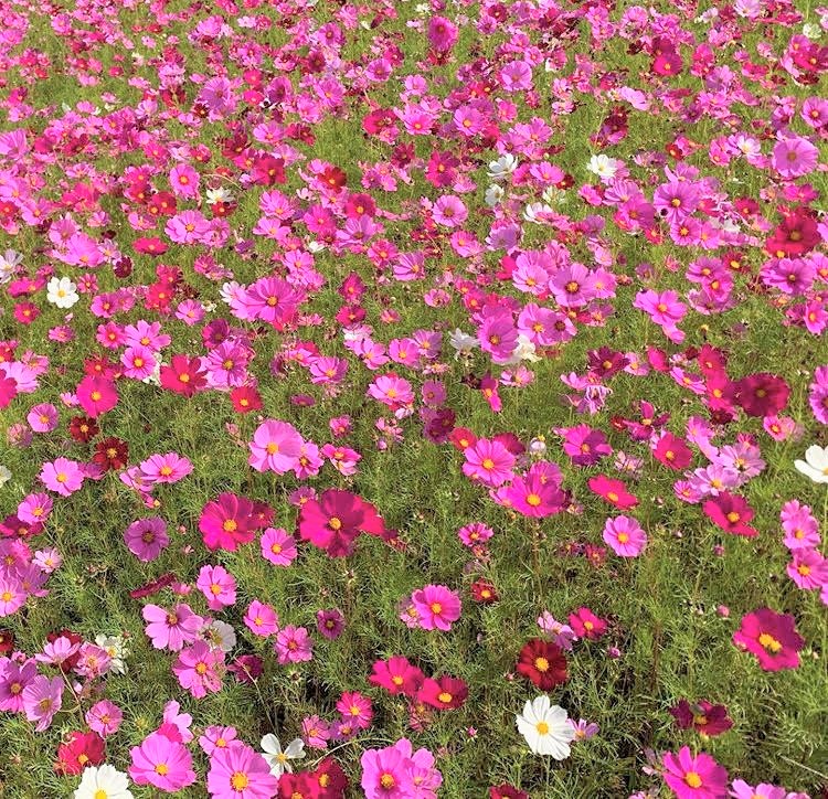 満開のコスモス畑✿