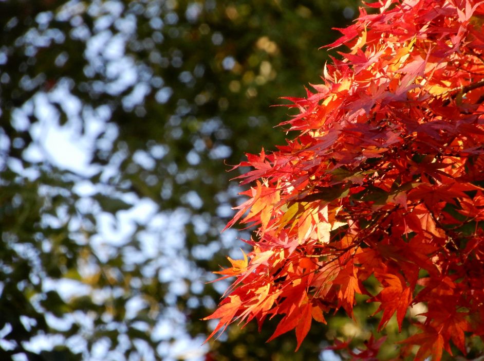 紅葉シーズン到来🍁