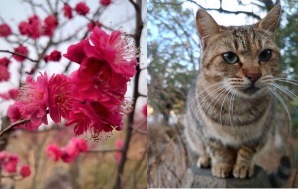 春の兆し🌸