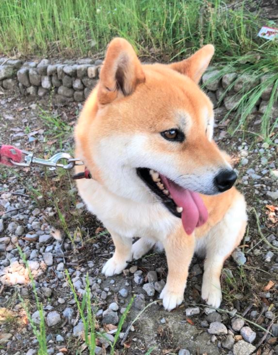 犬の散歩に行きました🐕♬