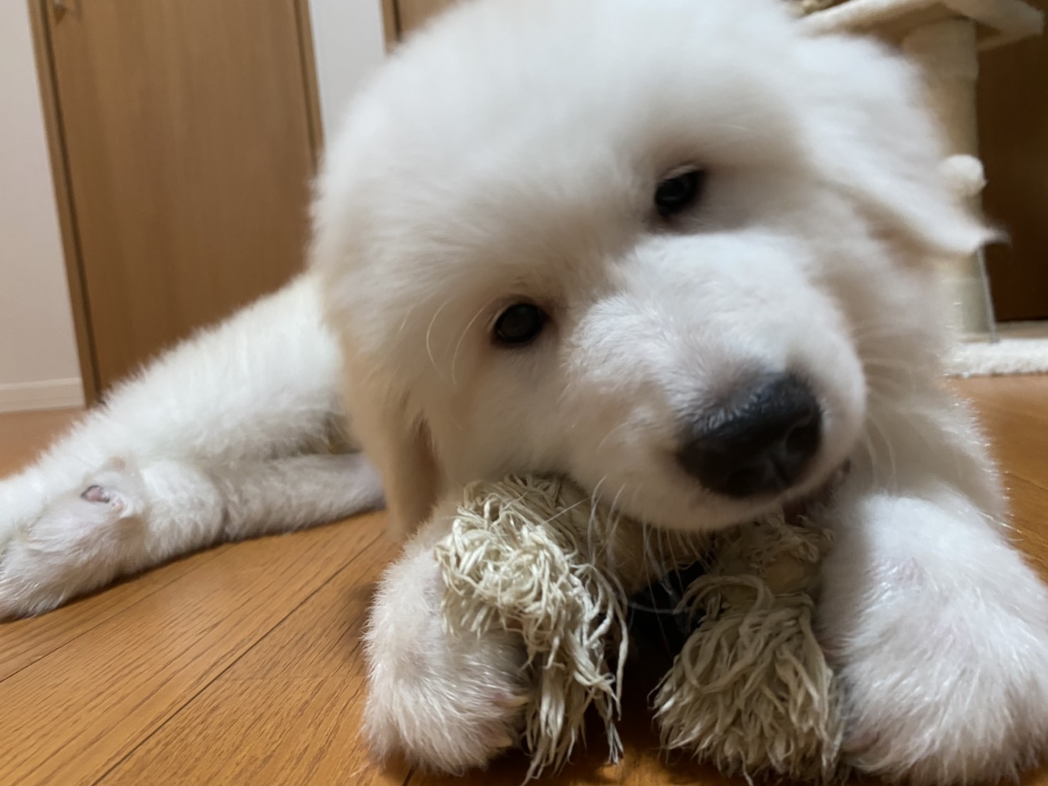 我が家に家族が増えました