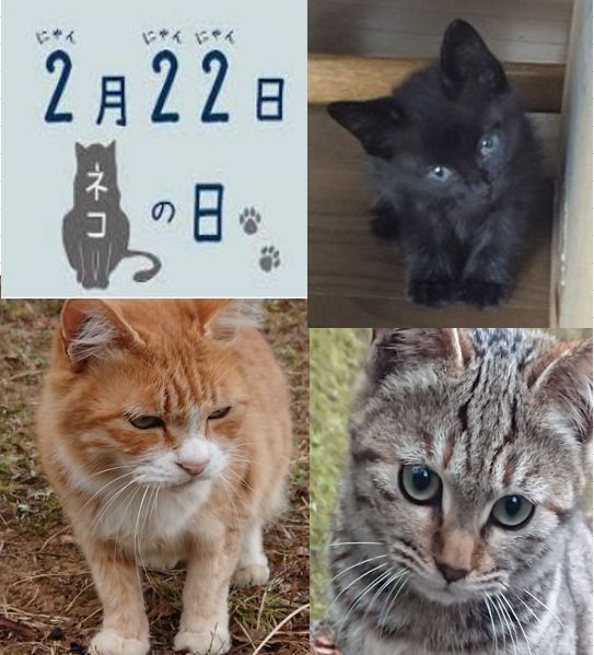 2022年2月22日「スーパー猫の日」