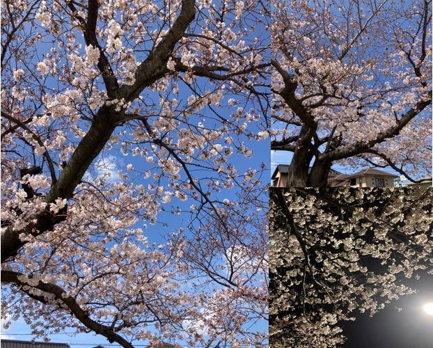 日本のシンボル　桜🌸