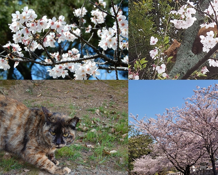 福岡県北九州市戸畑区「夜宮公園」でめっちゃ！睨まれました(´;ω;｀)