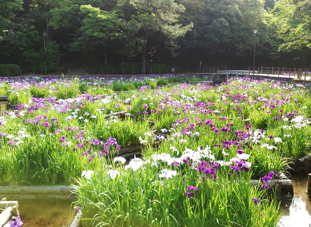 「夜宮公園」「第34回とばた菖蒲まつり」6月5日（日）開催されます。福岡県北九州市戸畑区