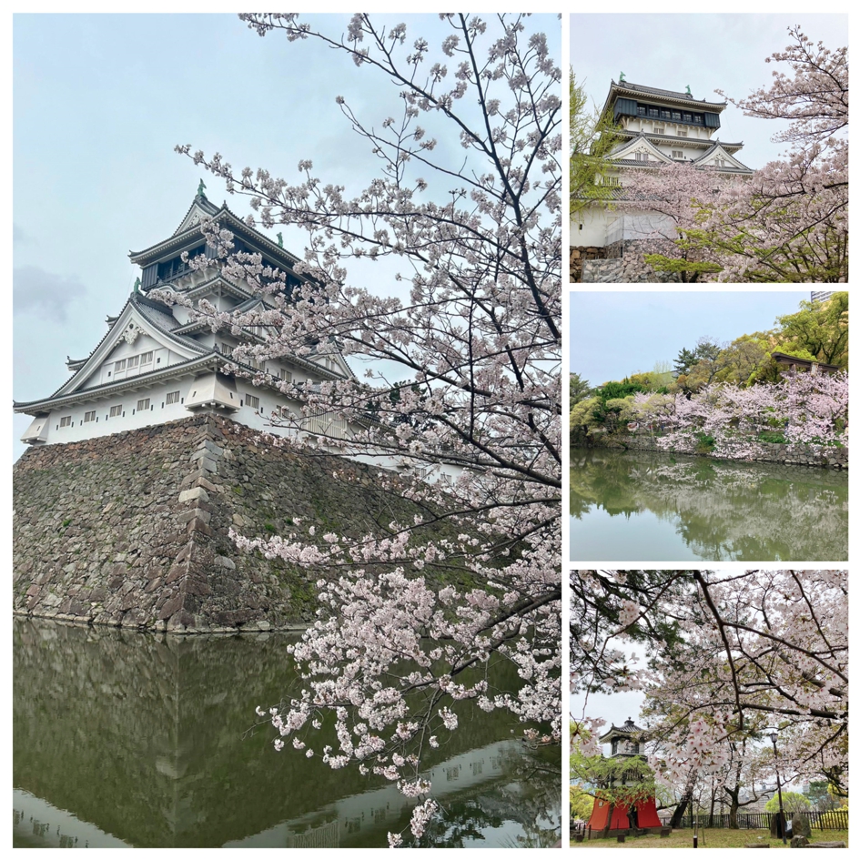 小倉城桜まつり🏯🌸