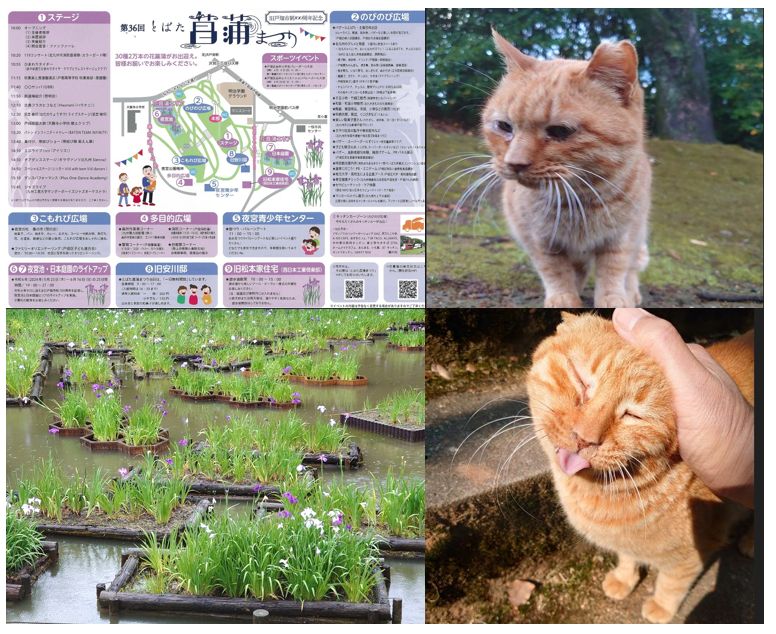 2024年6月9日【福岡県北九州市戸畑区夜宮公園】で菖蒲祭りが開催されます。
